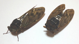 いろいろ 201008 003.jpg